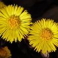 Heilpflanze / © Hans / www.pixabay.com / CC0 1.0 Heilpflanze